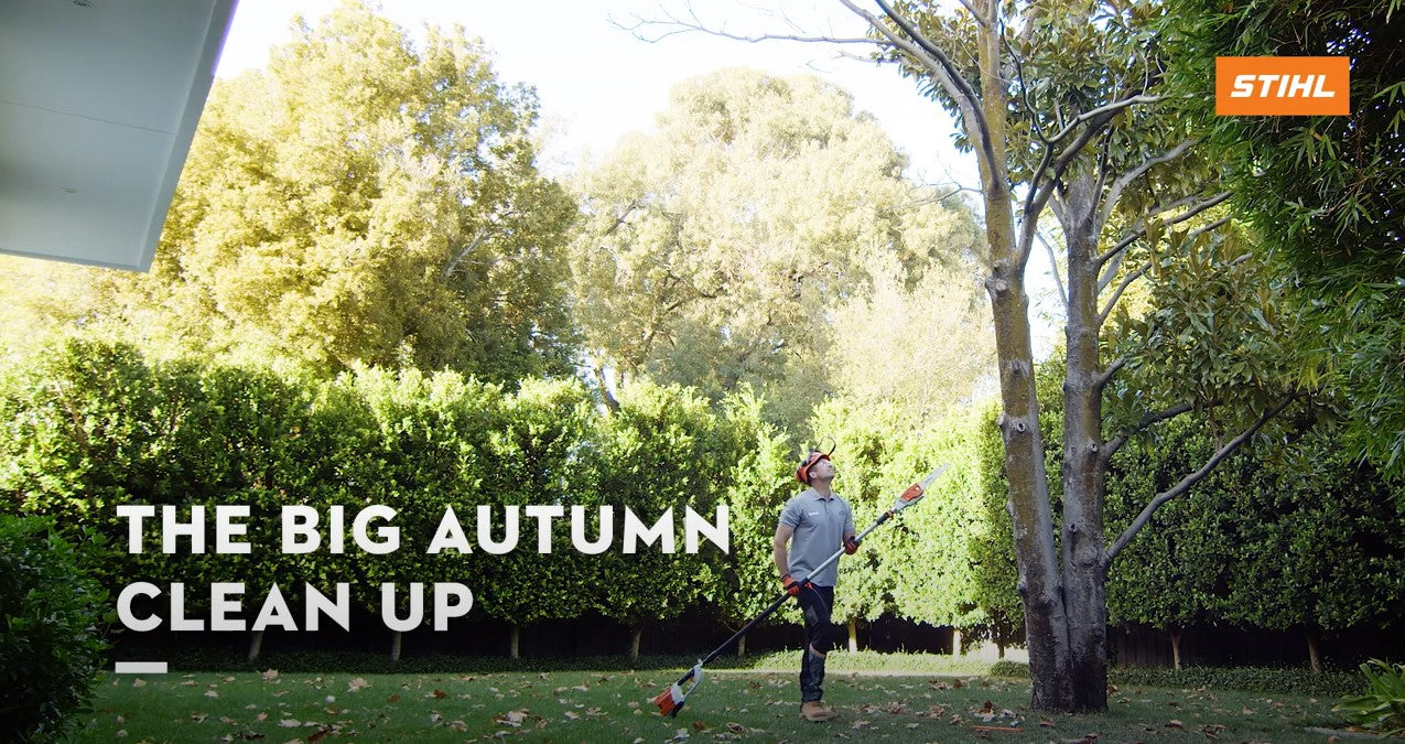 Autumn tips for pruning trees