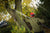 BERGER ARBORAPID TELESCOPIC POLES