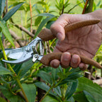 Now available in Australia through Cannings: Berger German-made hand shears with cork handles and a straight chrome-plated blade. Durable, ergonomic, and built for all-day pruning. 5